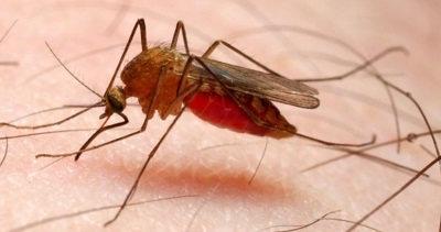 HEALTH: Malaria affects Nigerian economy – ACOMIN