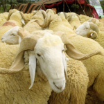 RAM