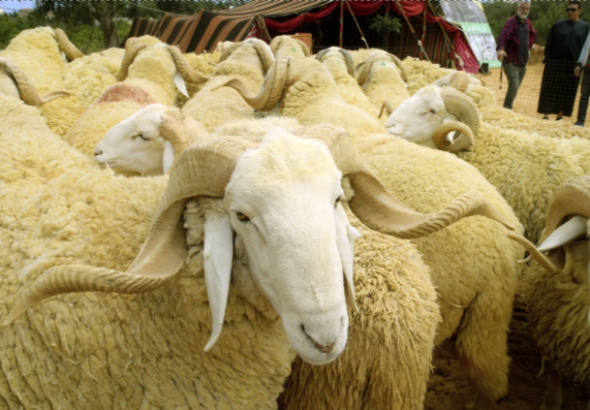 RAM
